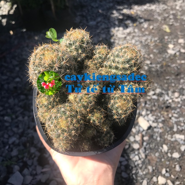 Xương rồng + tặng phân bón cho cây