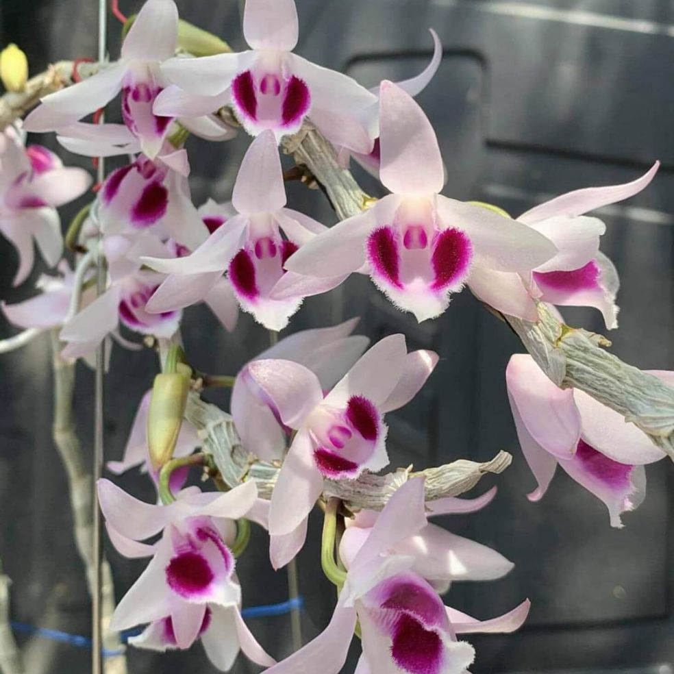 Hoa phong lan - ám lá nhựa địch quả( cao 25cm, bộ rễ khỏe, trồng thuần tự nhiên)