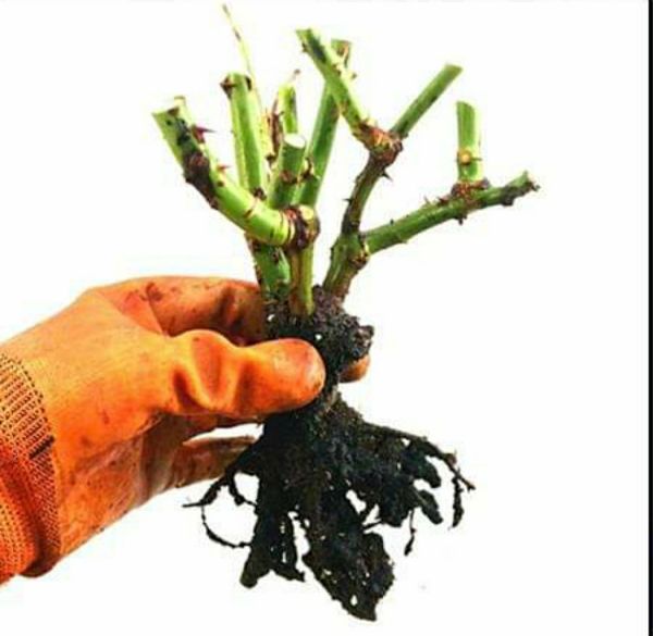 Combo 05 Gốc Hoa Hồng Ngoại Đủ Màu