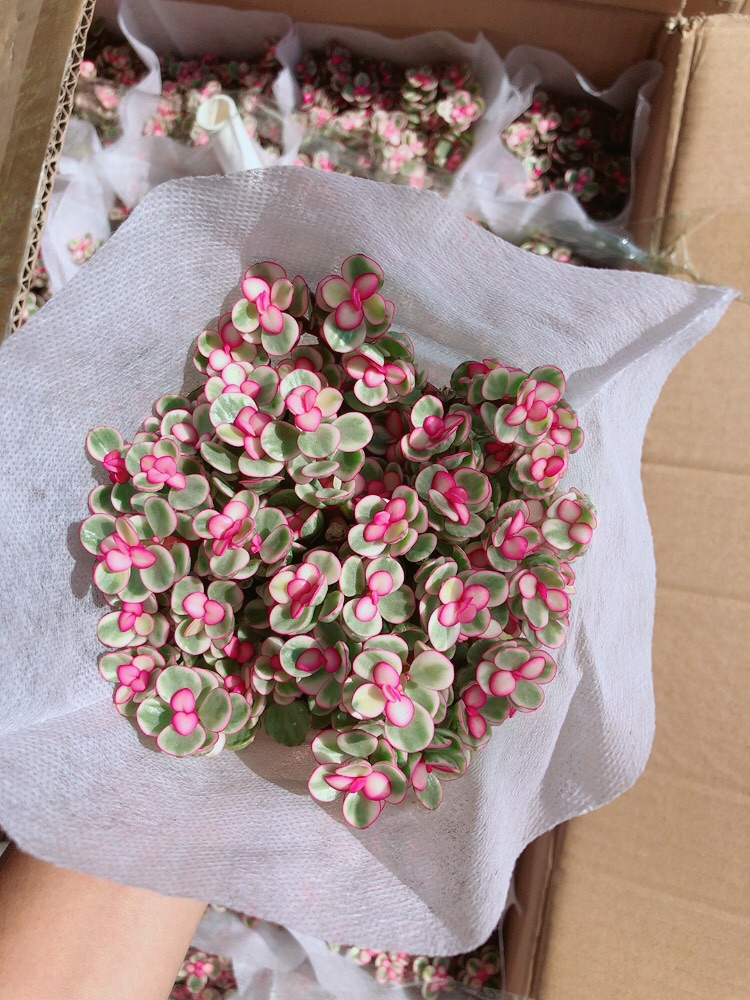 [HCM]Cây Cành Vàng Lá Ngọc