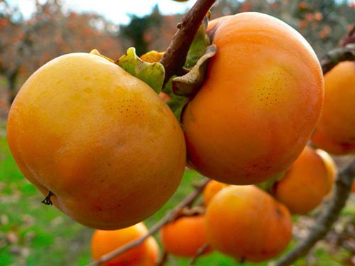 Cây giống hồng giòn không hạt nhật bản