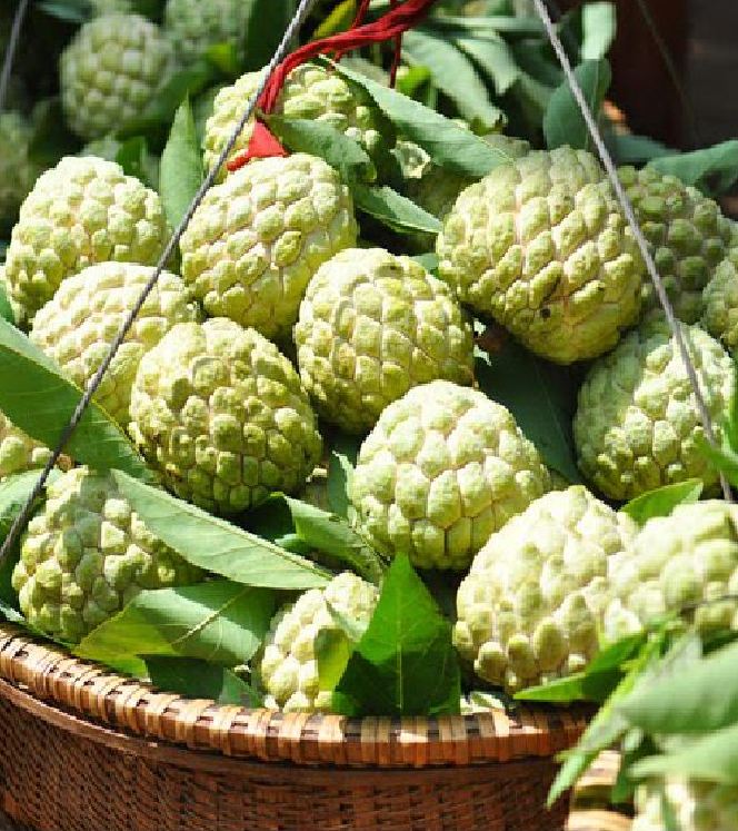 "Gói 10 "Hạt giống na dai lạng sơn [Seeds]