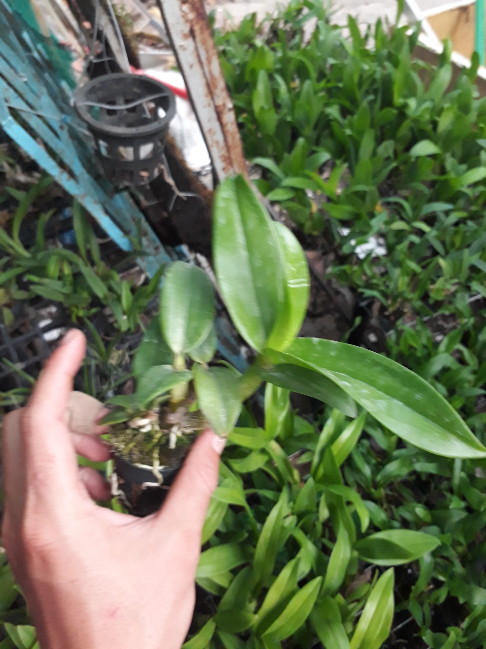 denro nắng bò tím giống