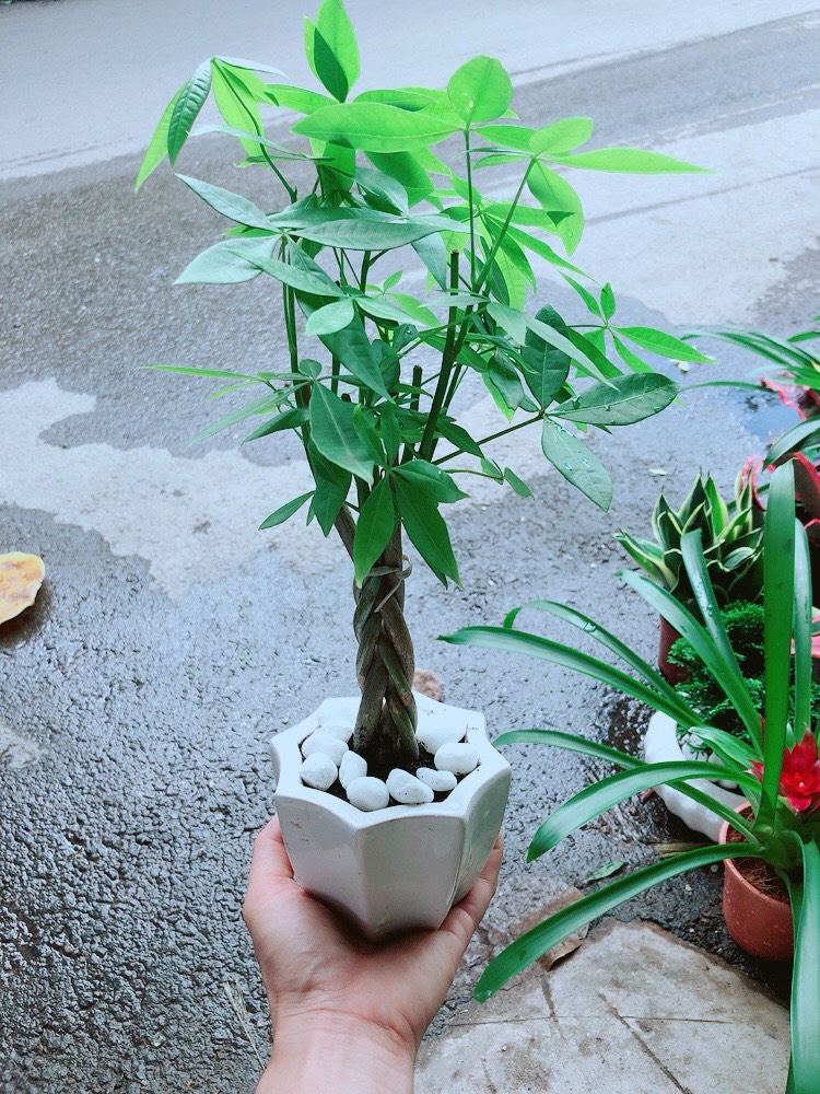 Chậu Kim Ngân Thắt Bính Mini