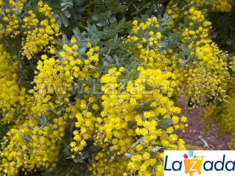 50h Hạt Giống Cây Mimosa Lá Me (| -KD: B21*X55*M224)