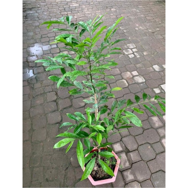CÂY HOA DẺ VÀNG, HOA THƠM, CÂY CAO 80cm- 1M