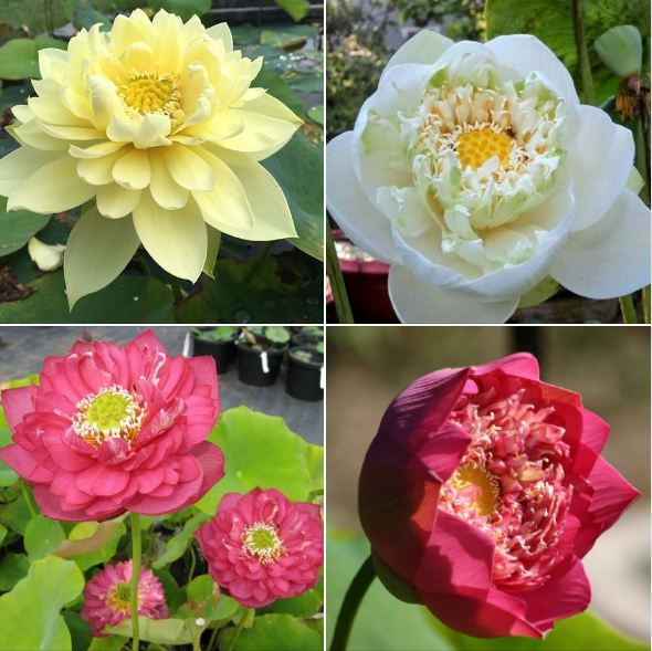 Hạt giống hoa sen bách diệp trăm cánh Mix ( gói 5 hạt )