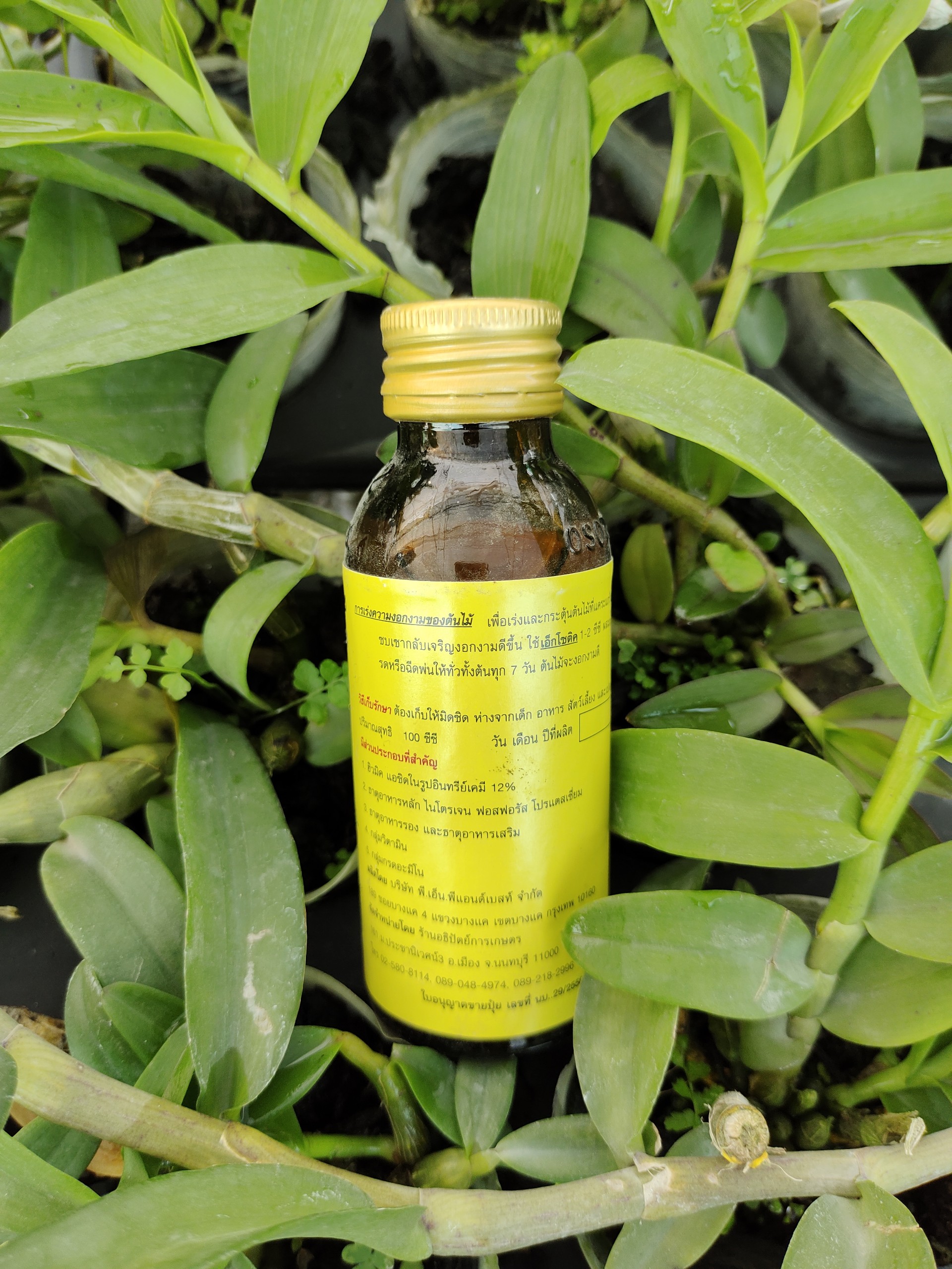 Kích rễ Exotic Thái Lan