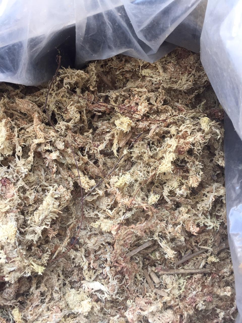 Dớn Chile-1kg