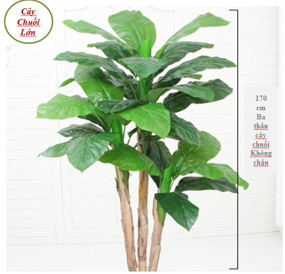 Cây Chuối Lớn Cảnh