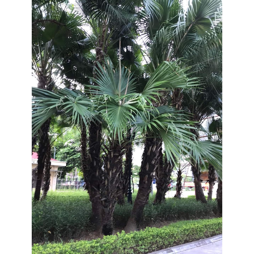 CÂY GIỐNG KÈ BẠC ( TRỒNG CHẬU ĐƯỢC )