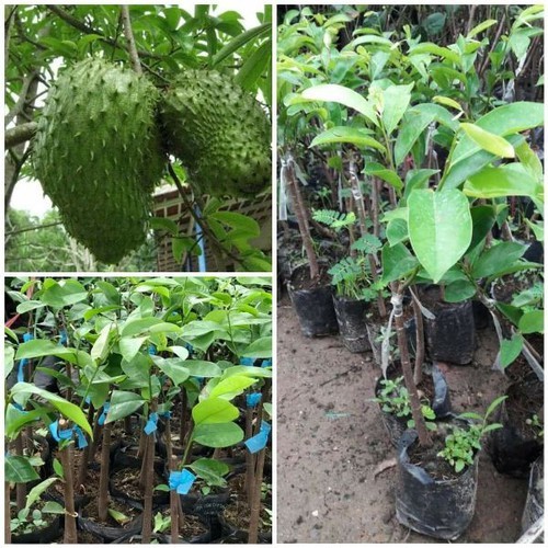 cây giống mãng cầu xiêm không hạt