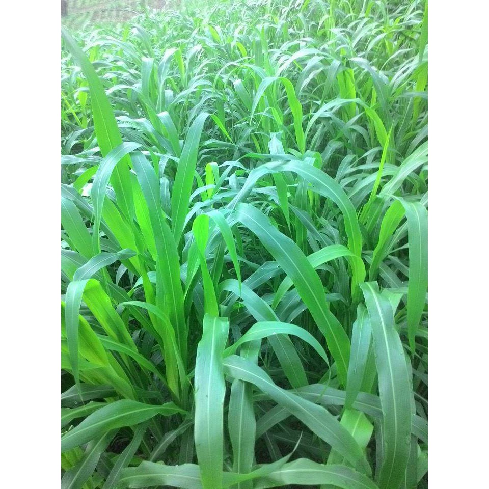 Hạt giống cỏ Sudan lai - Cỏ Cao Lương (gói 200g)