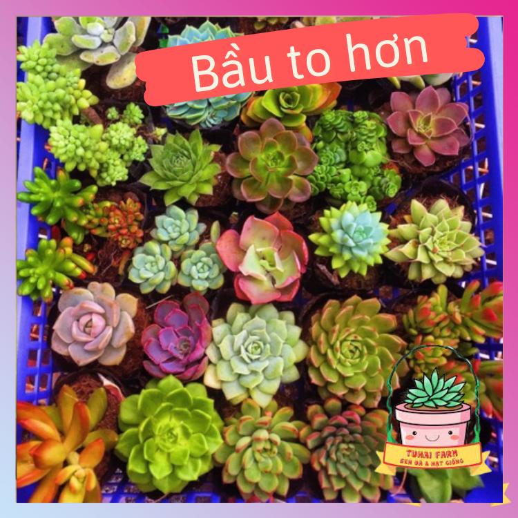 Combo 20 cây sen đá vỉ mix các loại (size mini)