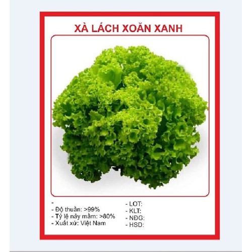 Combo 2 gói Hạt Giống Rau Xà lách xoăn xanh - Tặng 1 gói phân bón