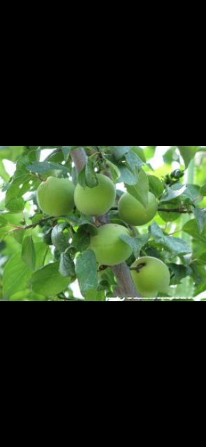 Cây giống Mơ vàng 6 Tháng Cây Cho Trái