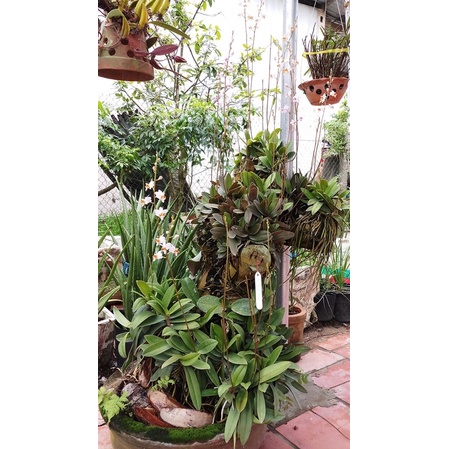 HOA LAN HỒ ĐIỆP RỪNG - HỒ ĐIỆP ĐÁ