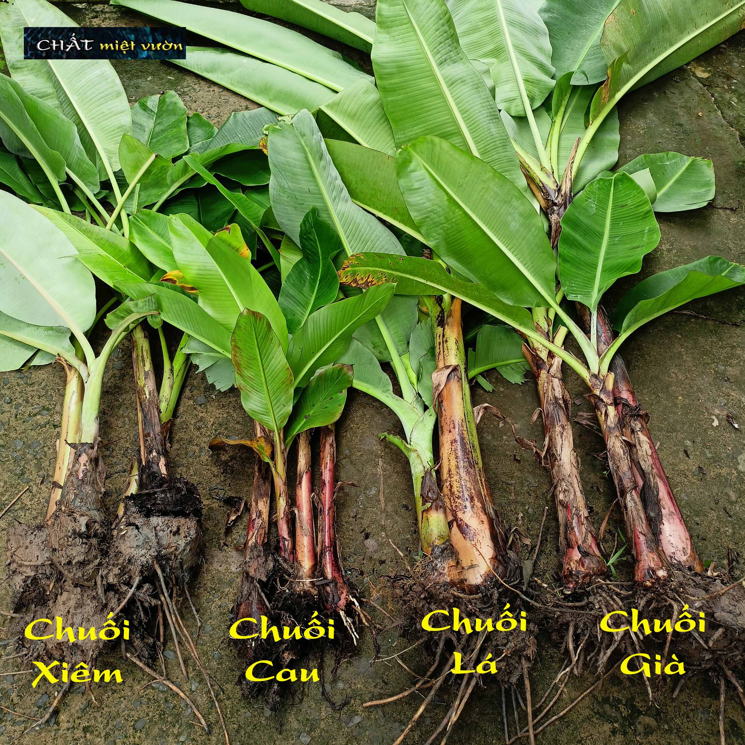 Chuối cau giống siêu trái (cây cao 30-60cm)