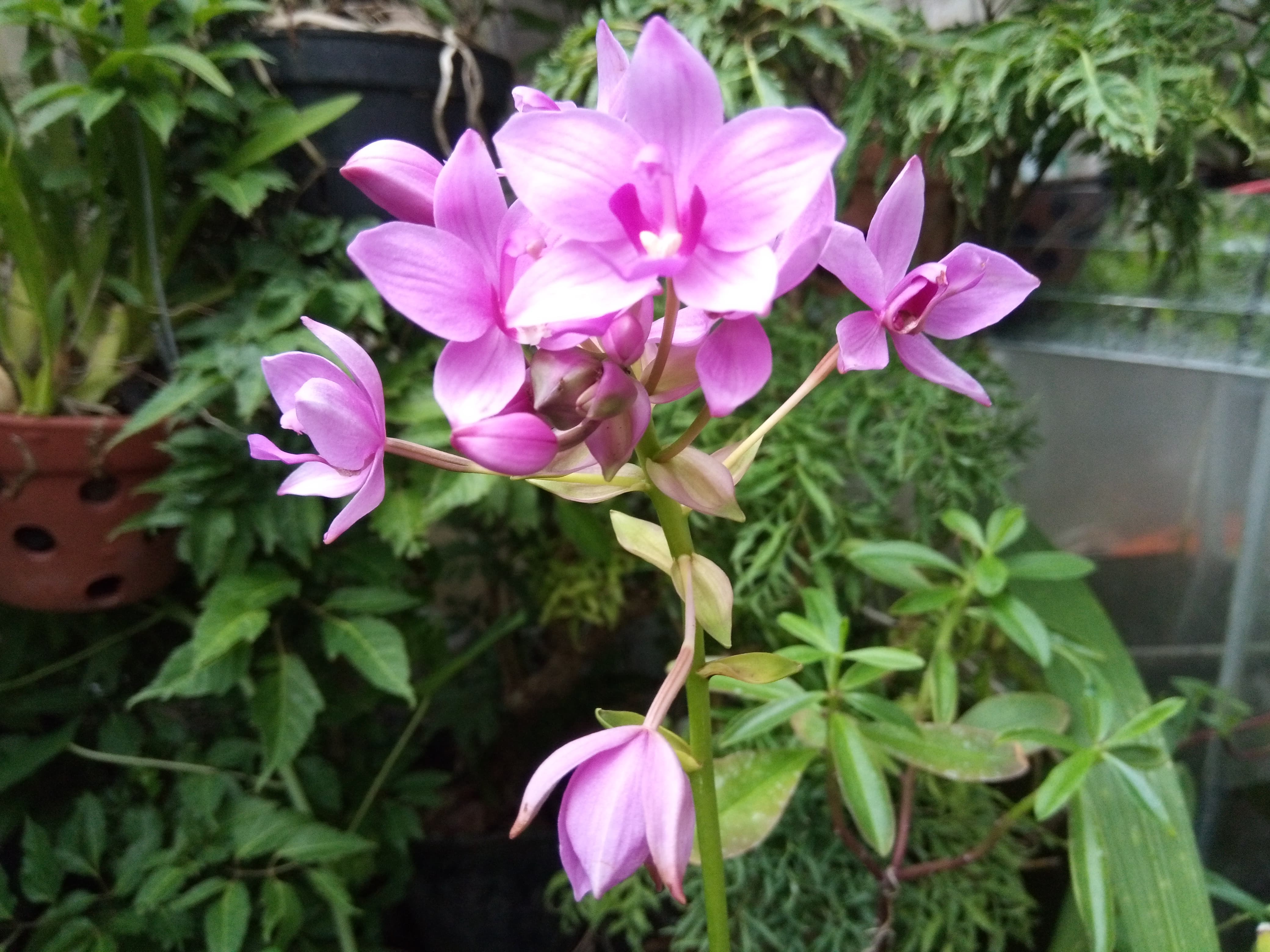 Hoa Địa Lan Chu Đình (Hoa màu tím cao từ 15cm-35cm)