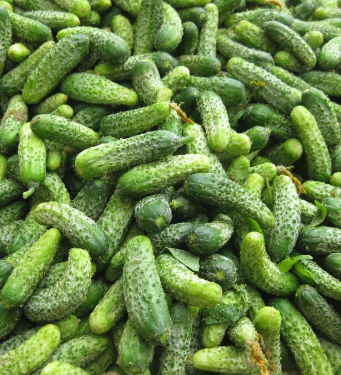 "Gói 10 Hạt " Hạt giống dưa chuột bao tử