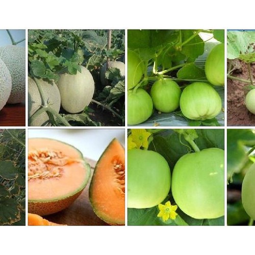 Combo 2 gói hạt giống dưa