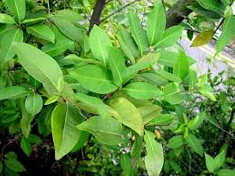 Cây sắn thuyền