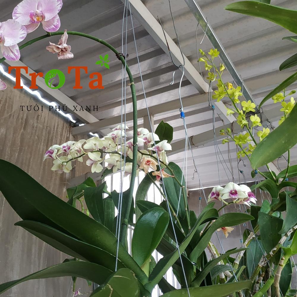 Bộ béc phun sương tưới lan tự động
