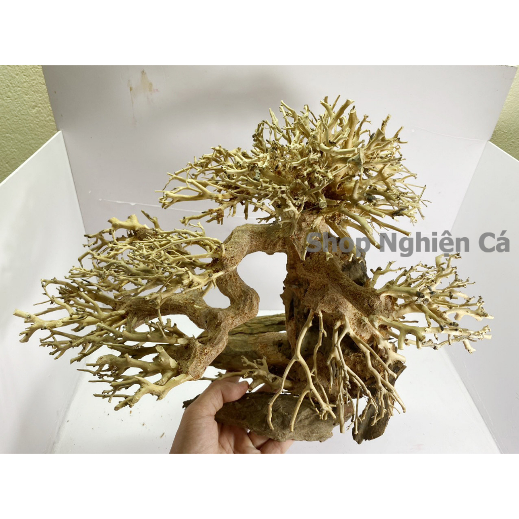 Lũa Bonsai Mini Trang Trí Bể Cá - Bể Thủy Sinh Dáng Đổ