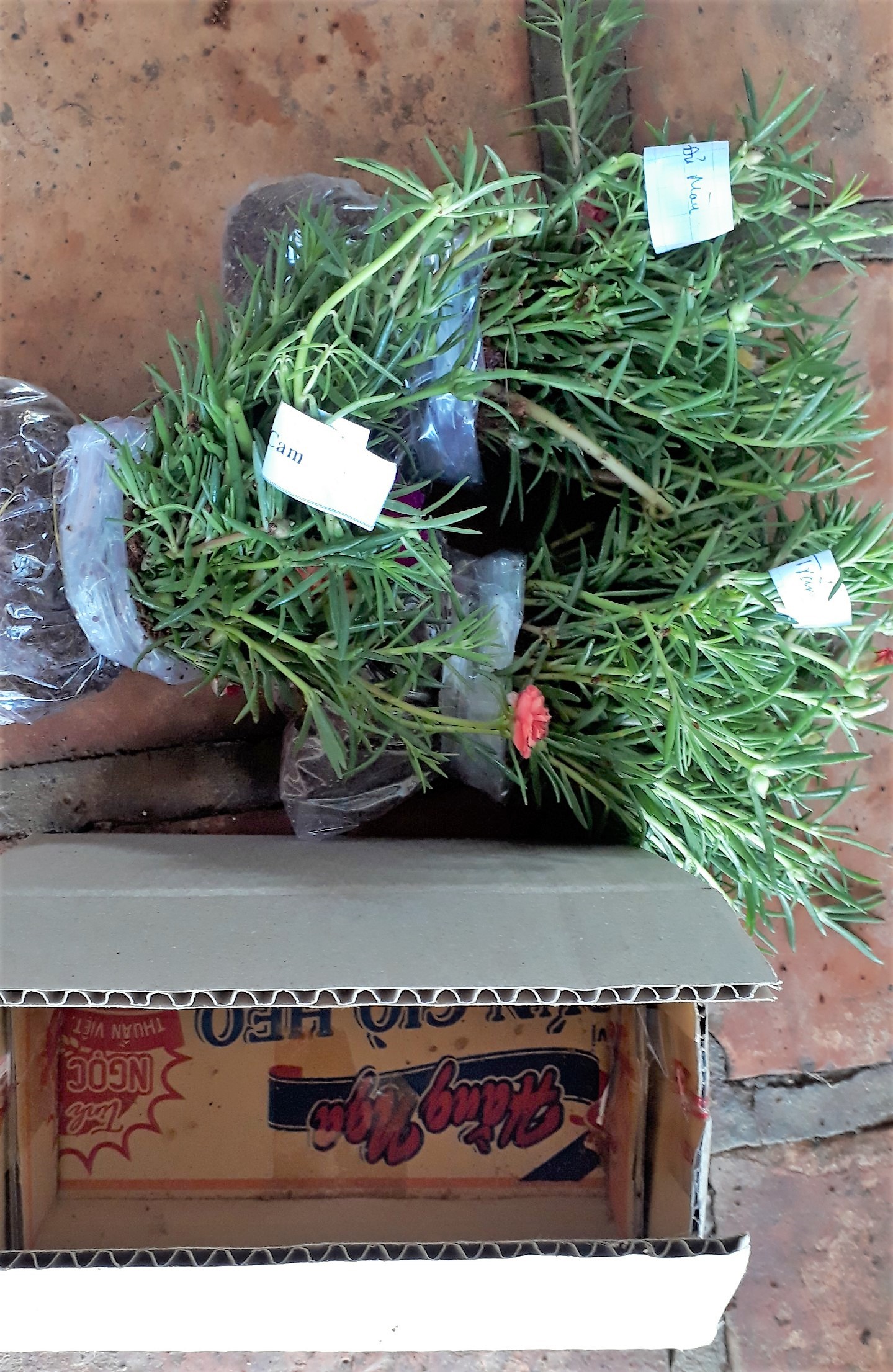 Hoa 10 giờ Thái. Giá rẽ #24.9k, 1 bó 50 cây, có 15 màu riêng biệt để chọn: 1.Đỏ/2.Vàng/3.Trắng/4.Tím/5.Nghệ/6.Hồng/7.Da/8.Cam/9.HồngViền/ 10.TímViền/11.CamĐất/12.TrắngViền(đơn)/13.TímViền(đơn)/14.VàngChanh/15.TrắngViền