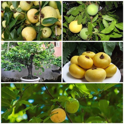 cây giống cây thị thơm