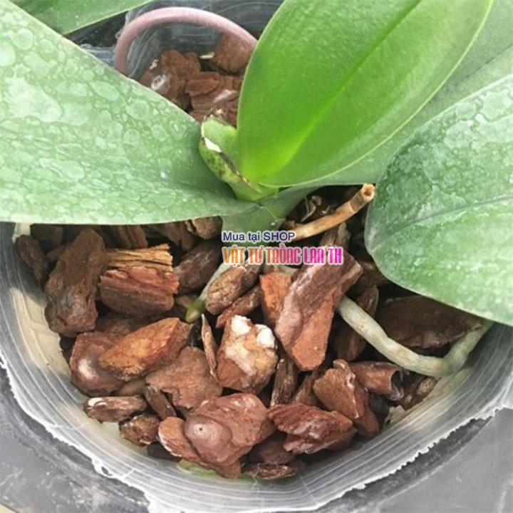 Vỏ thông trồng lan đã xử lý kích thước 3x4cm