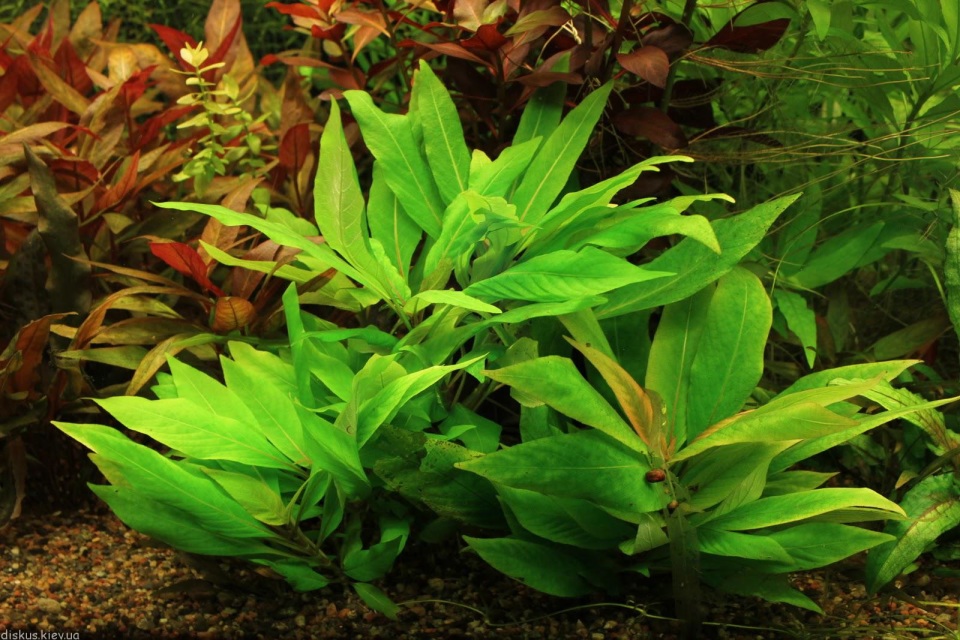 Aquarium Plants (5 Plants)