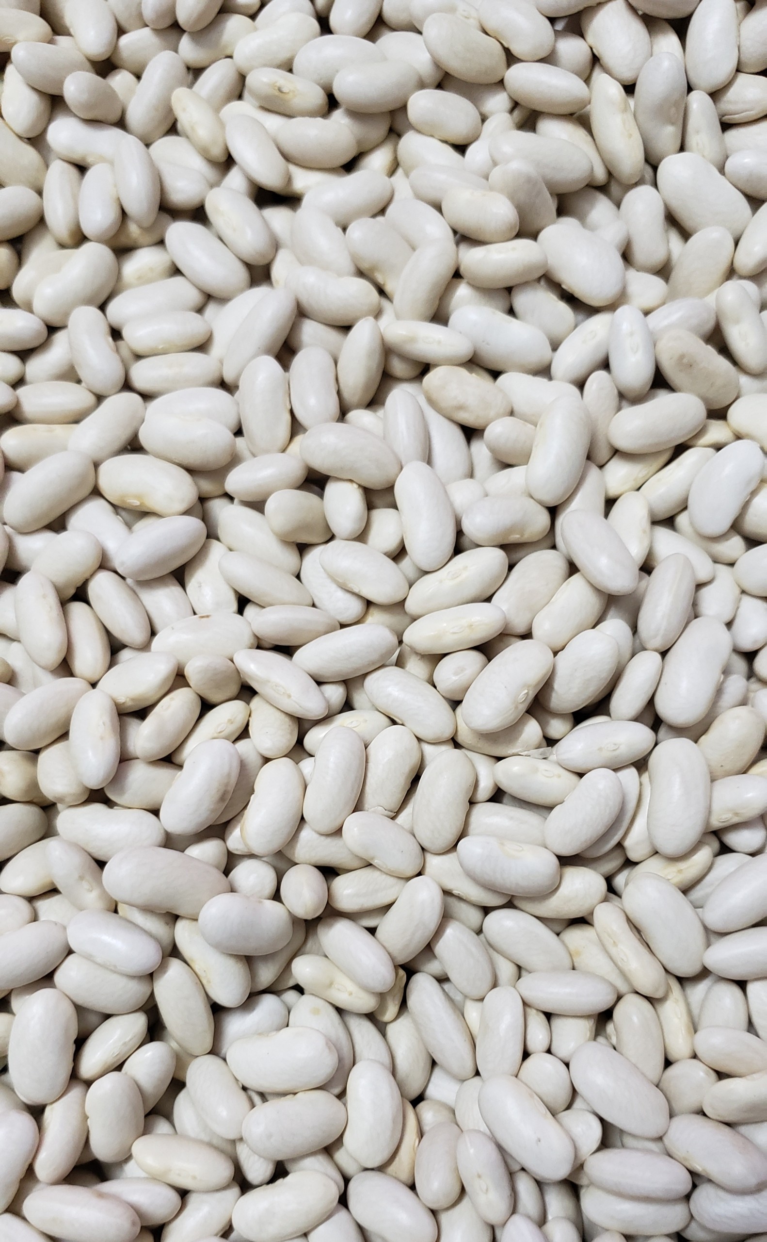Đậu Trắng Tây - Argentina, 500g