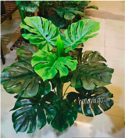 Cây trầu bà lá xẻ cao 1m