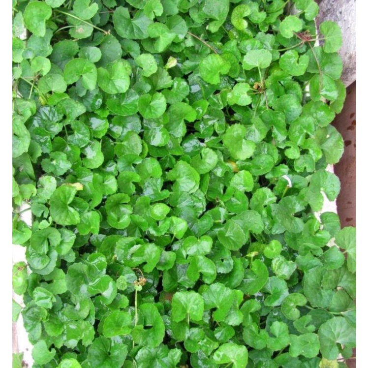 Hạt Giống Rau Má Lá Nhỏ gói 0,5gr