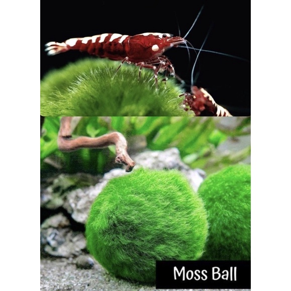 Ball Marimo Moss - Bóng Rêu - Cây Thuỷ Sinh