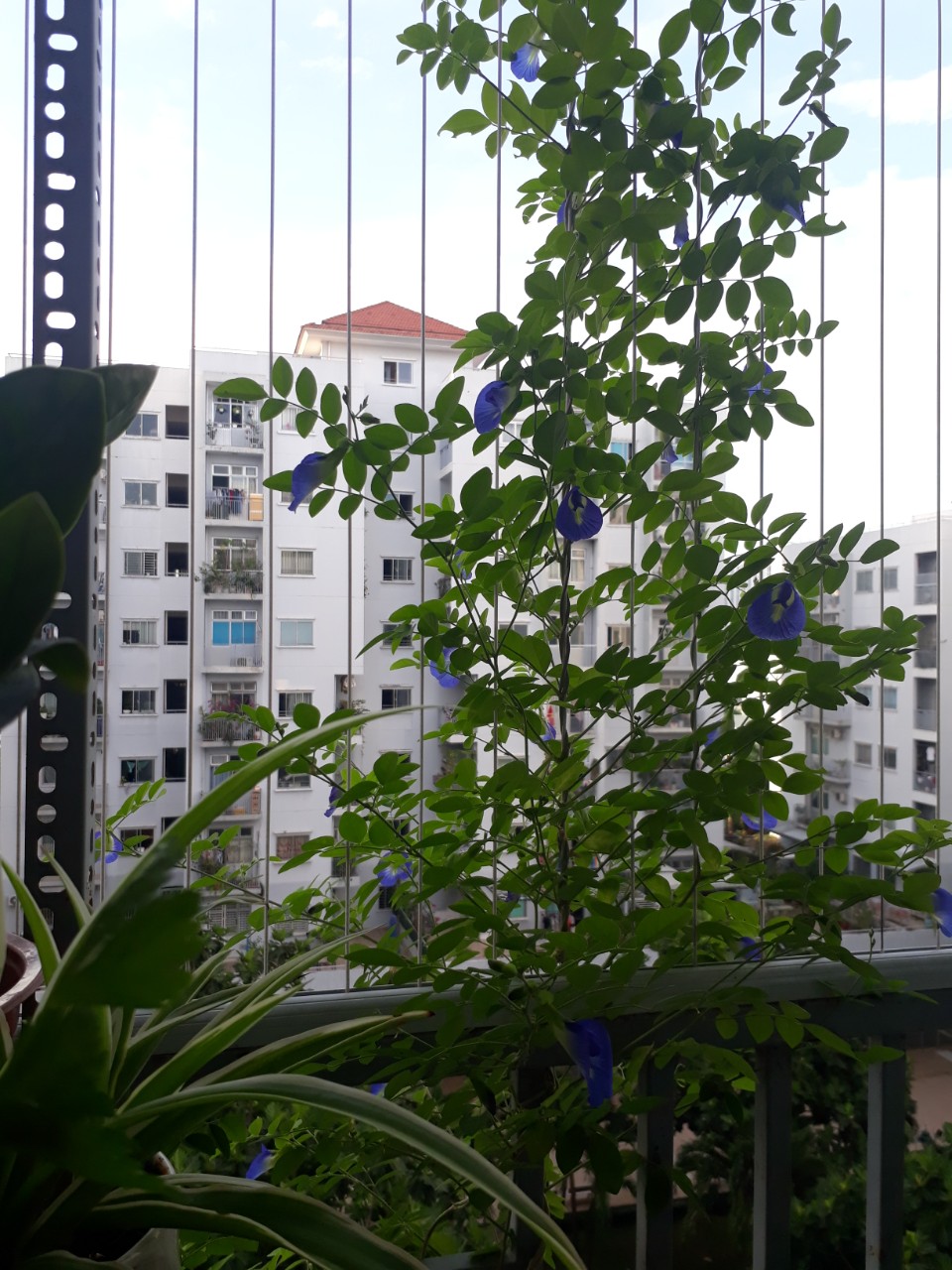 [Seeds] Hạt giống Hoa Đậu Biếc đóng gói 1gr- 2gr