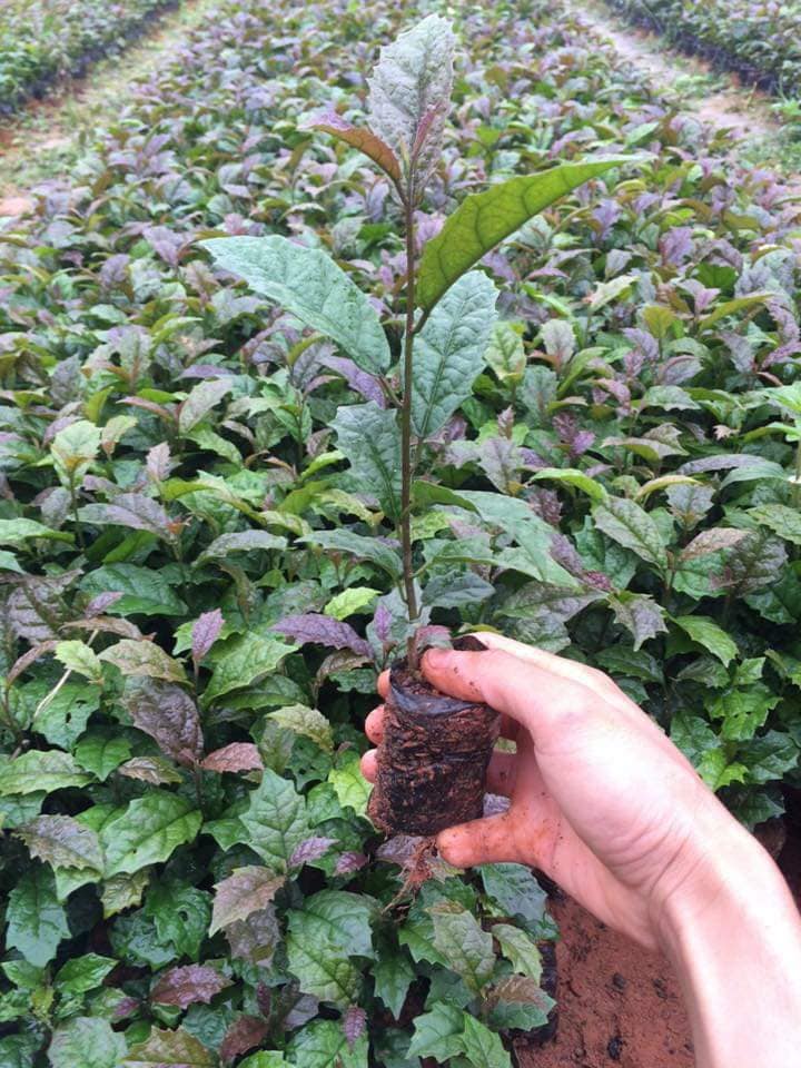 CÂY GIỐNG BA KÍCH TÍM