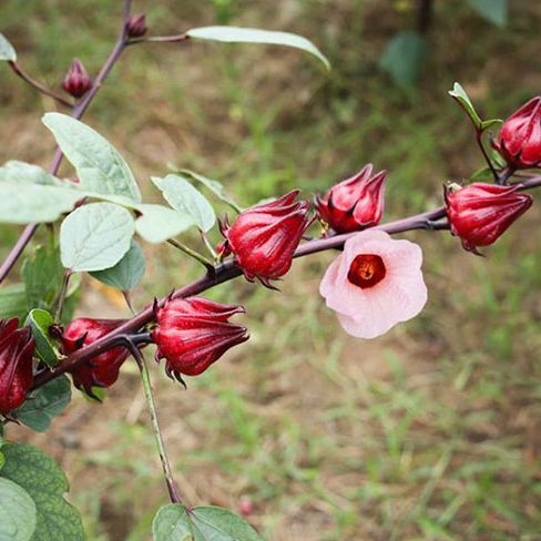 Trà Atiso sấy khô 200G -Thái Y MEDICINE