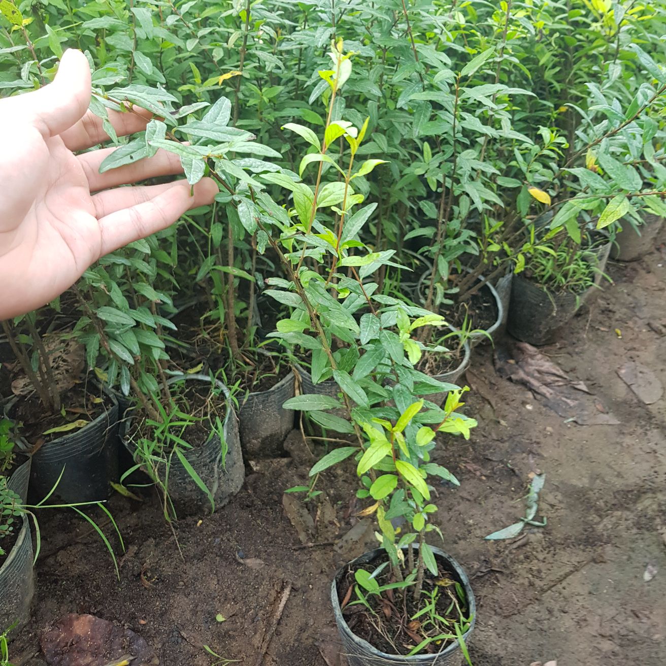 Cây giống lựu đỏ siêu quả
