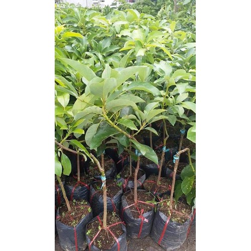 Cây bơ 034 giống
