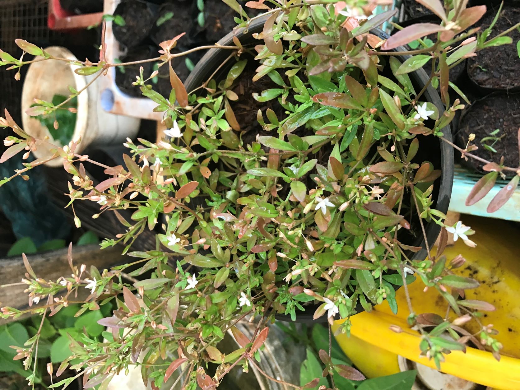 Cây giống rau đắng đất