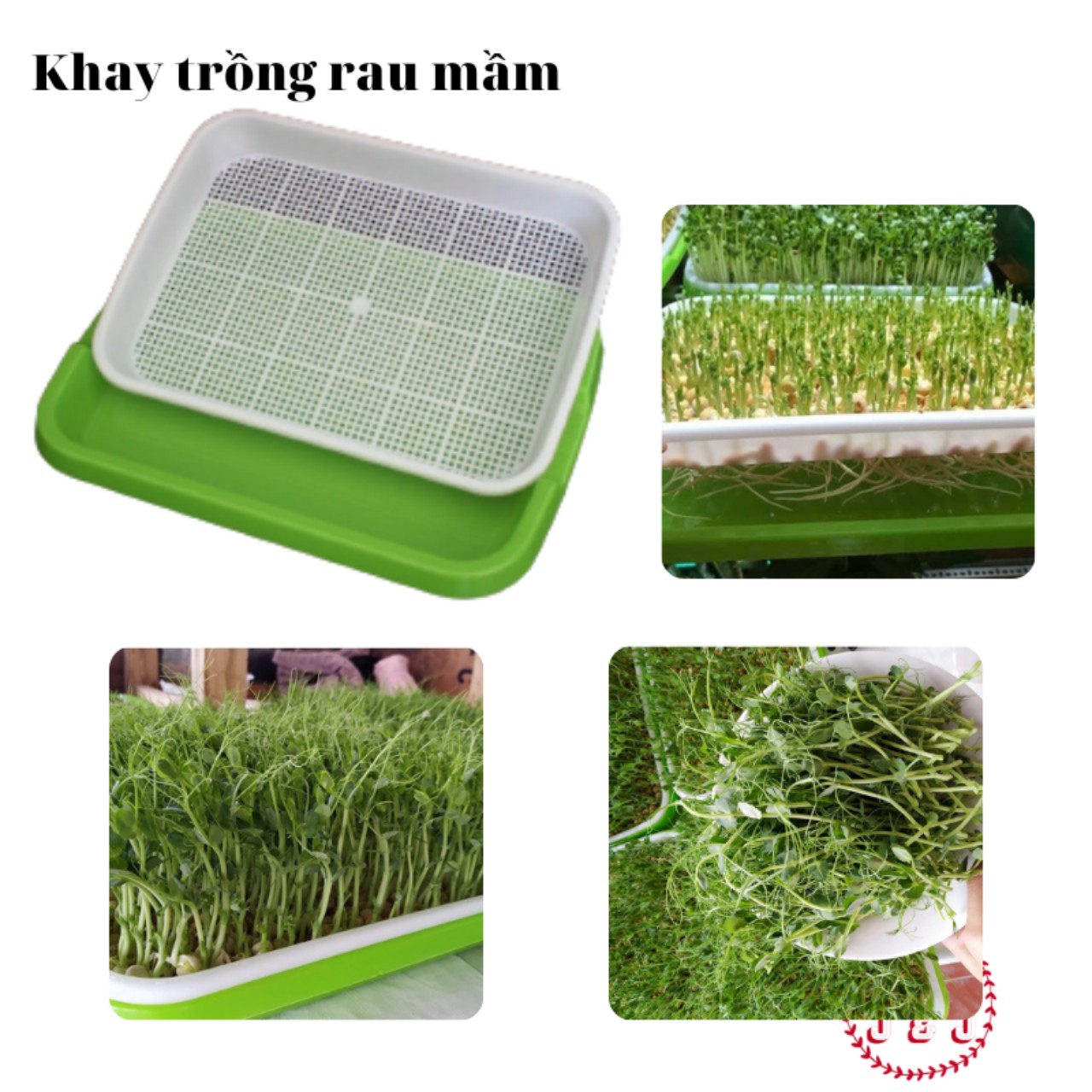 Khay Trồng Rau Mầm Thông Minh