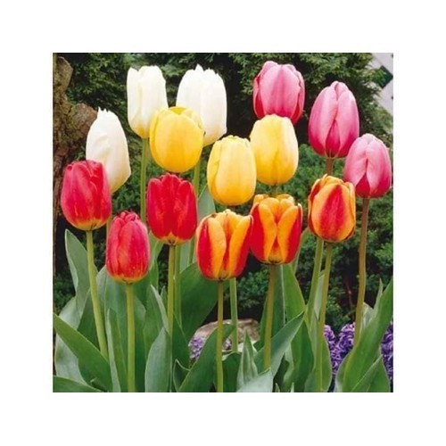COMBO 5 CỦ GIỐNG HOA TULIP