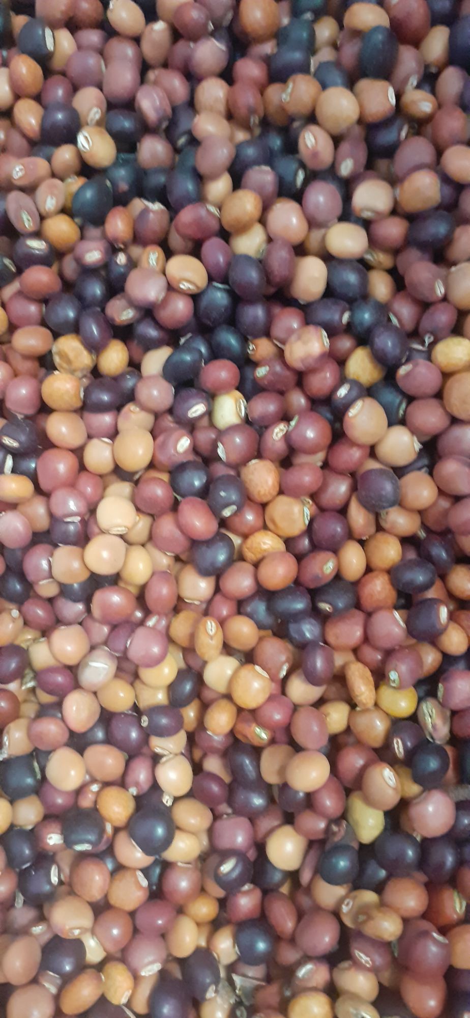 Cajanus cajan beans
