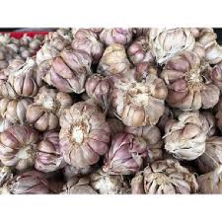 tỏi tím khô bao chuẩn tỏi bắc thơm ngon