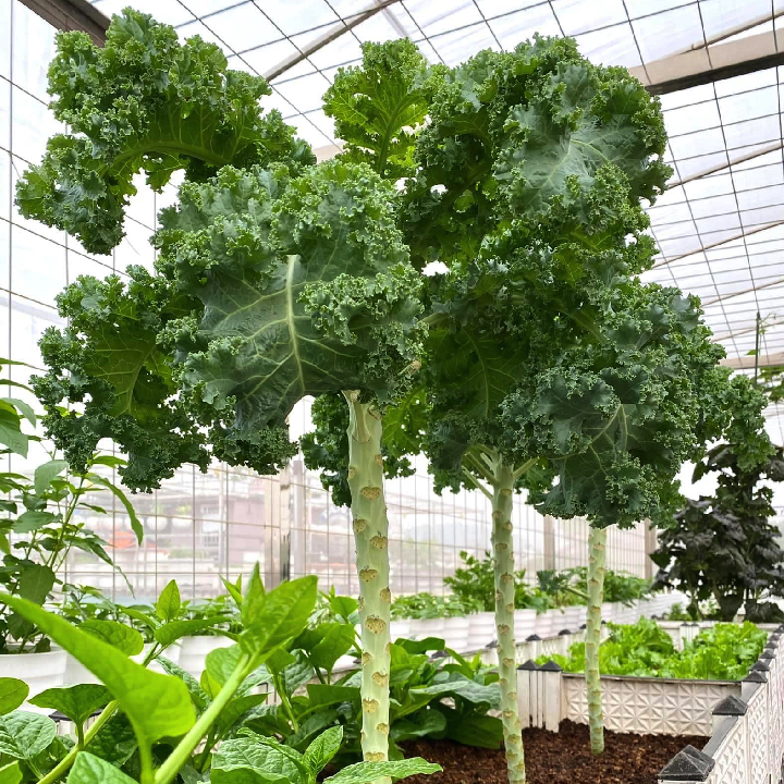 Gói 50 hạt giống cải kale Mỹ Starbor _ hạt giống F1 Mỹ