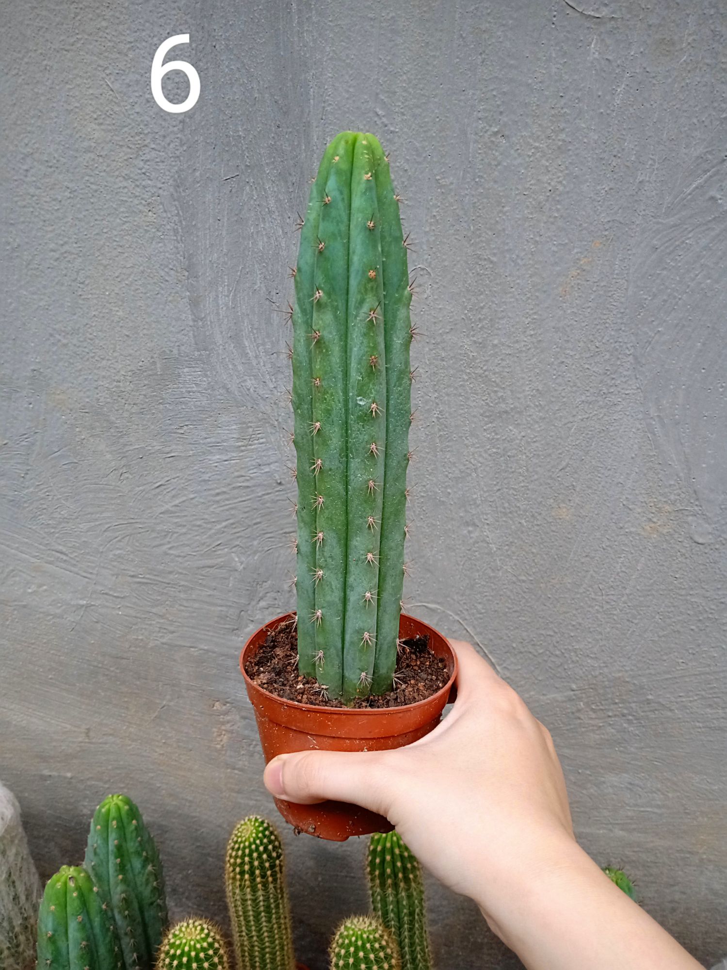 Xương rồng trụ 20cm nhiều mẫu ( 1 chậu )