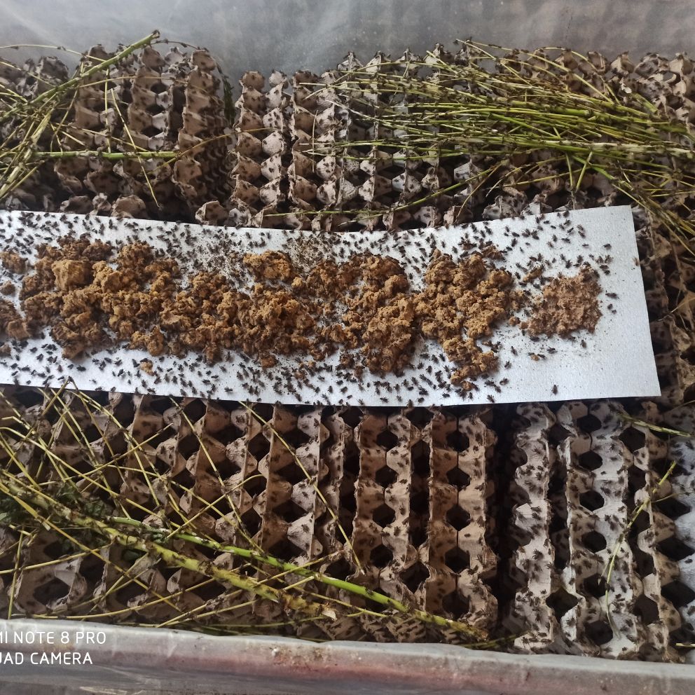 Ổ trứng dế lớn