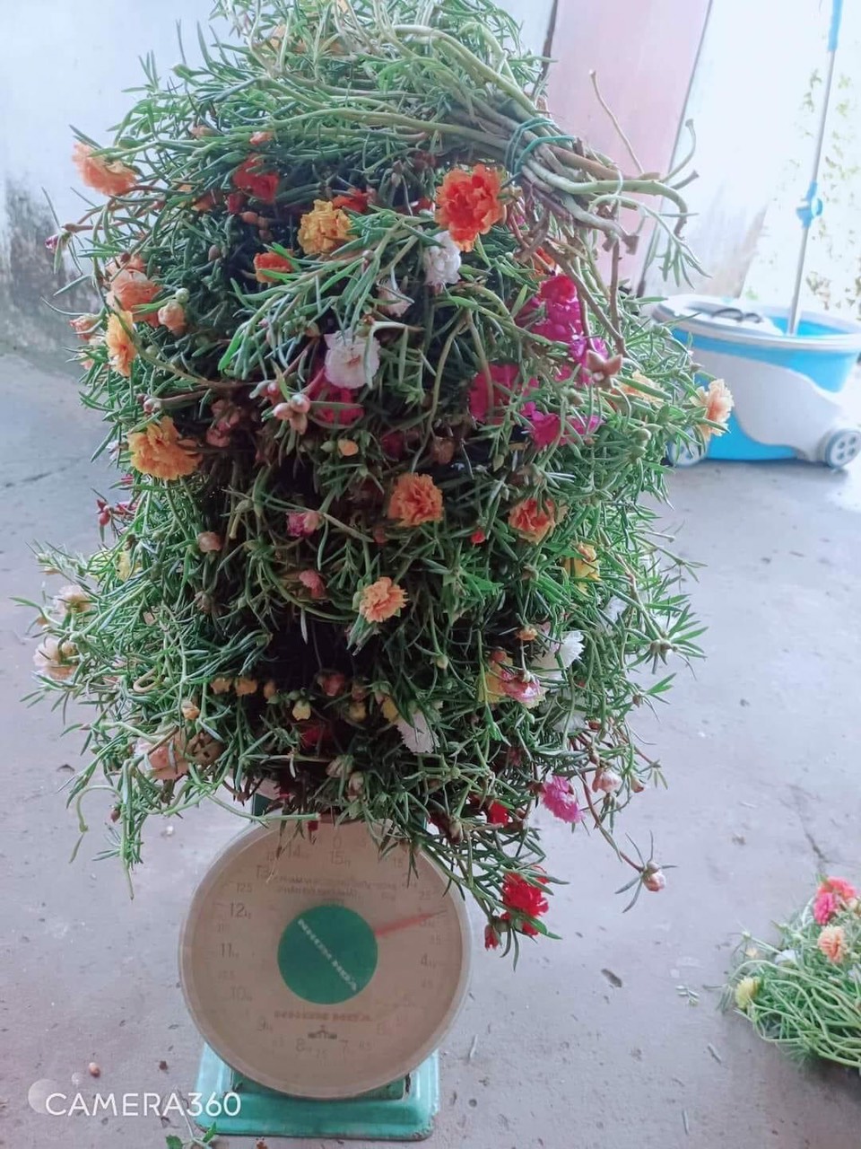 1KG Cây giống hoa mười giờ kép đang hoa mix 15 màu nhiều màu